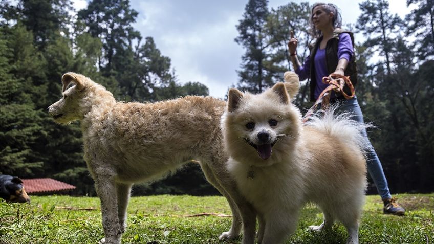 Martha Rincón hace una labor canina con Patas Vagas y salva perros callejeros o abandonados