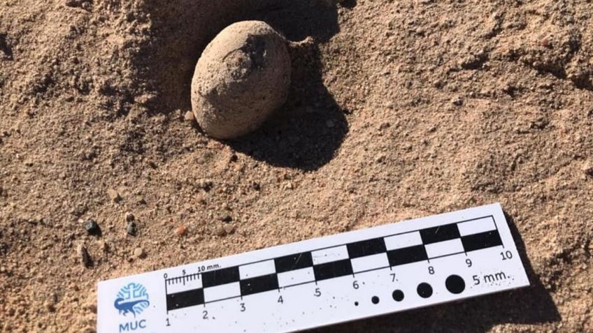 Encuentran en Argentina más de 160 huevos de aves prehistóricas de la era de los dinosaurios