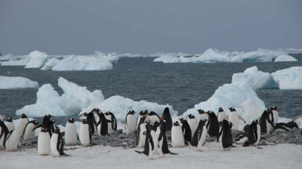 Cientos de pingüinos corren riesgo por la presencia de microplásticos en su dieta Foto: Especial