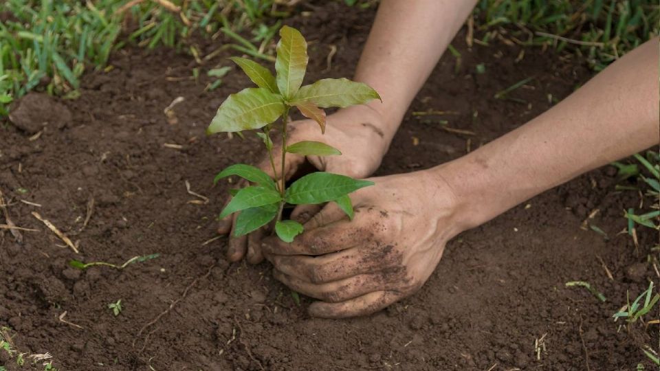 El registro se puede realizar a través de la aplicación móvil “INaturalist”.