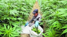 Colombia aprueba uso INDUSTRIAL de la marihuana