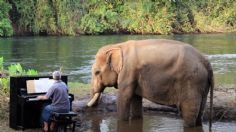 Elefante rescatado DISFRUTA de la música de Beethoven que toca un pianista: VIDEO VIRAL