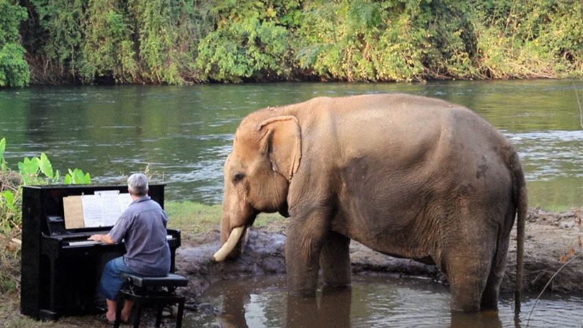 Elefante rescatado DISFRUTA de la música de Beethoven que toca un pianista: VIDEO VIRAL