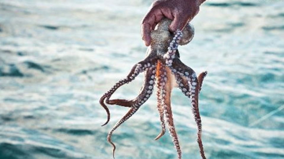 El pulpo se encuentra en veda en las aguas de jurisdicción federal de los litorales de Campeche, Yucatán y Quintana Roo. Foto: Especial