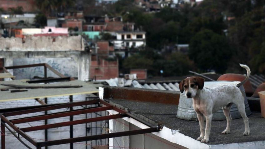 FUERTES IMÁGENES: Familia completa se turna para golpear a su perro hasta matarlo en el Edomex