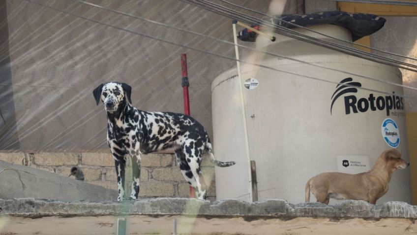 Dónde denunciar un caso de maltrato animal en la CDMX y el Edomex