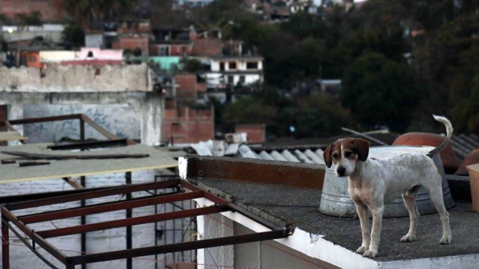 El pobre perro murió por la brutal golpiza de sus propios dueños. Foto: Archivo | Cuartoscuro