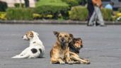 Foto ilustrativa de la nota titulada: Avanza reforma contra maltrato animal en el Congreso Capitalino