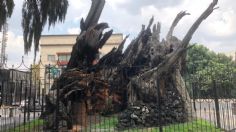 Oficializan cambio: pasa de Árbol de la Noche Triste a Plaza de la Noche Victoriosa