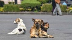 En delitos animales en Edomex, perros son los más agredidos en un 90%