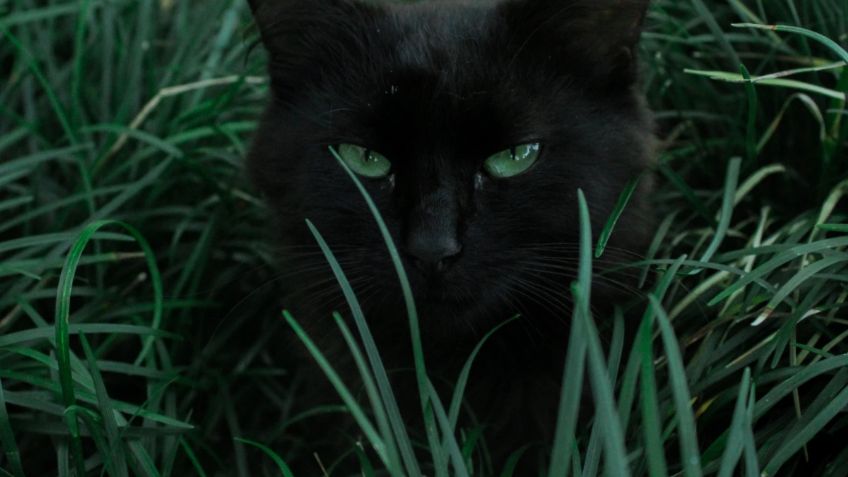 El gato Bajun: Conoce la leyenda del felino más parlachín de toda Rusia