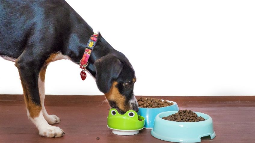 ¿Cuáles son las mejores croquetas para mi perro? Profeco tiene la respuesta