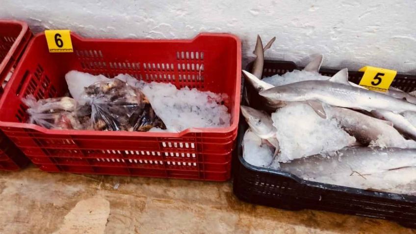 Desmantelan bodega de pescadores furtivos; tenían especies protegidas