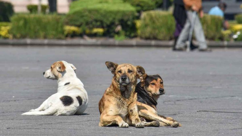 Indignación en Puebla por maltrato a un perrito al que asfixian en video