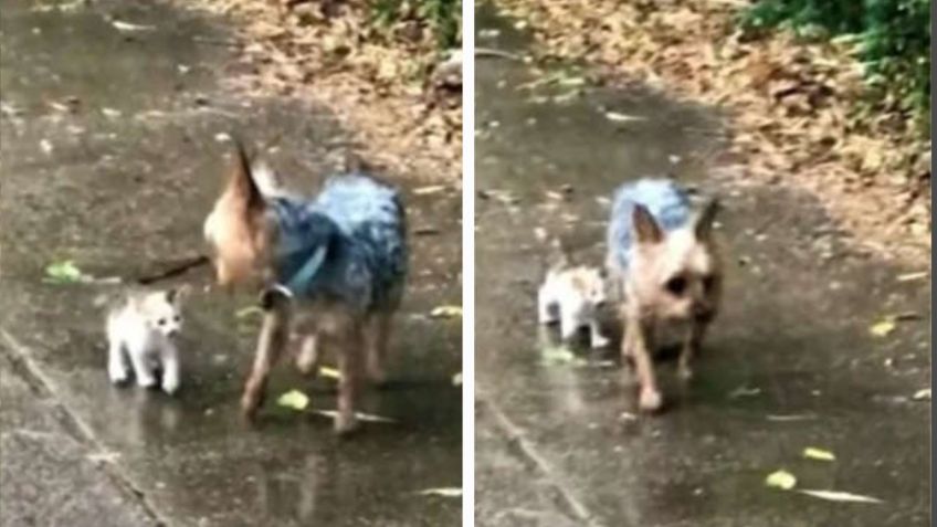 Perro rescata a gatito y lo lleva a su casa para ser adoptado; es lo mejor que verás hoy: VIDEO