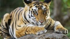 "Están al borde de la muerte": Arturo Islas habla de los felinos en el santuario Black Jaguar-White Tiger