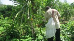 Se cierra la cadena productiva de pitahaya en Quintana Roo