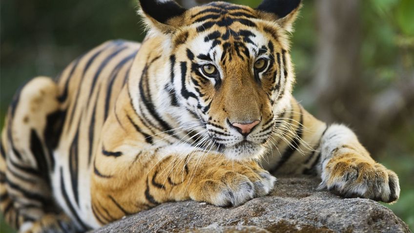 "Están al borde de la muerte": Arturo Islas habla de los felinos en el santuario Black Jaguar-White Tiger