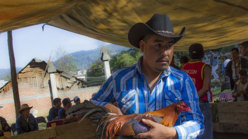 Regresan a Congreso declaratoria de peleas de gallos como Patrimonio Cultural en Hidalgo