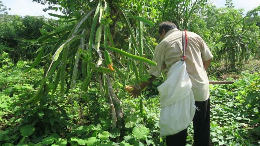 Se cierra la cadena productiva de pitahaya en Quintana Roo