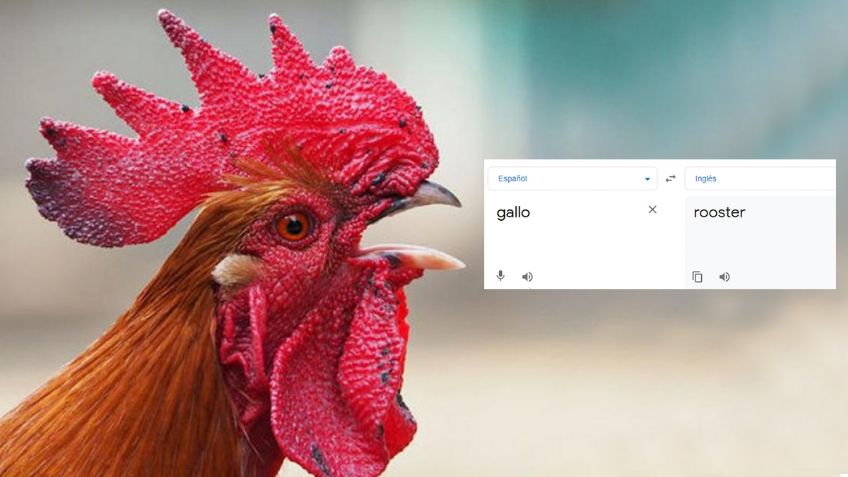 Escribe GALLO en el traductor y escucha ¡El nuevo reto viral de Internet!