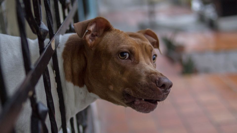 Uno de los perros murió asfixiado tras ser capturado por los vecinos. Foto: Pixabay