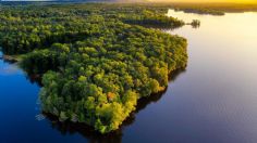 Dióxido de carbono es más peligroso para la Amazonia que la deforestación, sostiene estudio