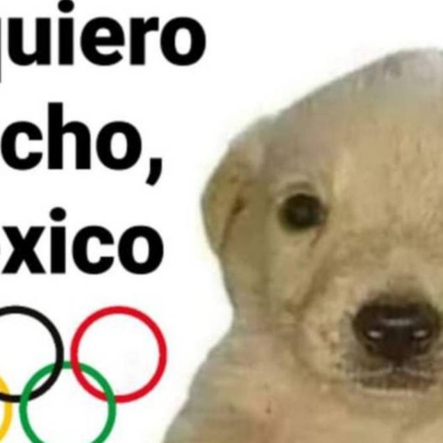 Memes en Tokio 2020: Conoce a Te Quiero Mucho, el perrito que apoya a  México | El Heraldo de México