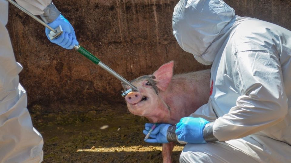 Se ha prohibido la movilización de cerdos, vivos o muertos, desde y hacia las provincias que han registrado casos de peste porcina. FOTO: Cuartoscuro