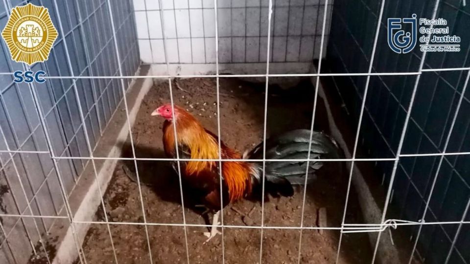 Las aves quedaron bajo resguardo de la Brigada de Vigilancia Animal (BVA) y fueron trasladadas a sus instalaciones para ser valoradas. Foto: Especial