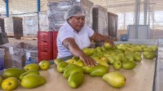 No sólo es con los aguacates, EU también "frena" a mangos mexicanos