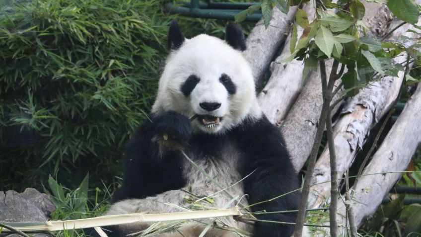 Pandas del Bosque de Chapultepec celebran su cumpleaños con todo y piñata: VIDEO