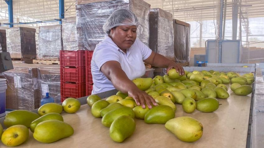 No sólo es con los aguacates, EU también "frena" a mangos mexicanos