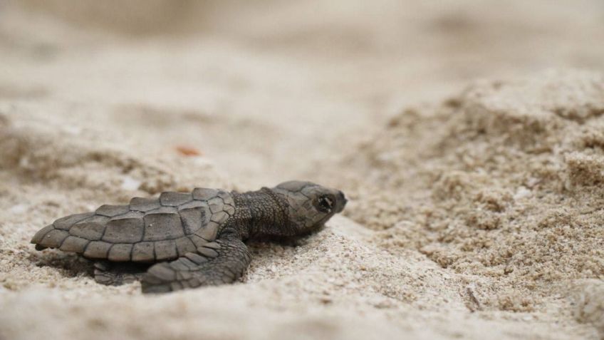 Yucatán: Liberan por primera vez 56 crías de tortuga Lora