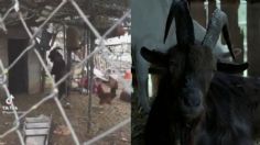 ¿'Black Phillip' aparece de nuevo? VIDEO VIRAL muestra a una cabra caminando en dos patas