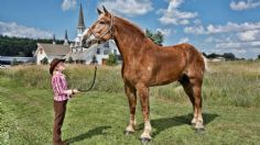 Muere Big Jake, el caballo más alto del mundo, a los 20 años; medía más de dos metros