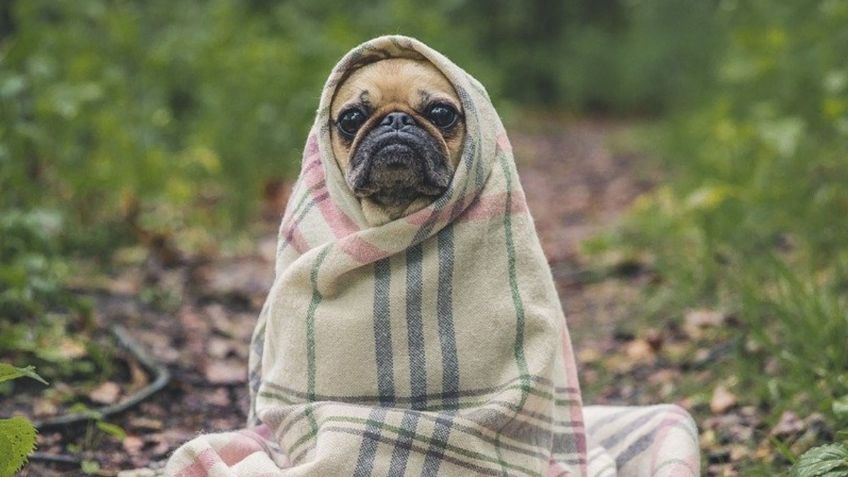 ¿Tienes Covid-19? Tus mascotas también podrían contraer la enfermedad