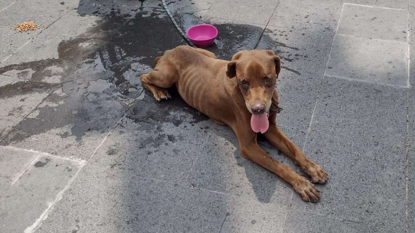 Abandonan a un perro en el Centro de Tampico; lo amarraron a un bote de basura