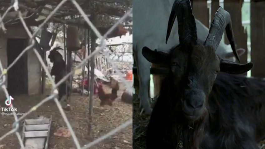 ¿'Black Phillip' aparece de nuevo? VIDEO VIRAL muestra a una cabra caminando en dos patas