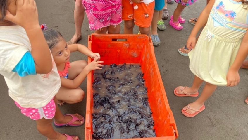 Niños en Veracruz aprenden a cuidar tortugas