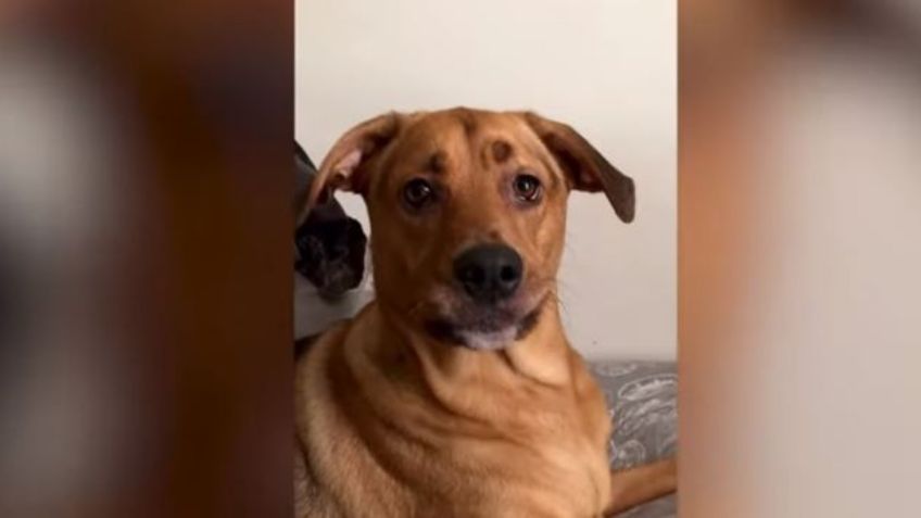 Perrita de apoyo logra decir 'I love you' y video se vuelve viral