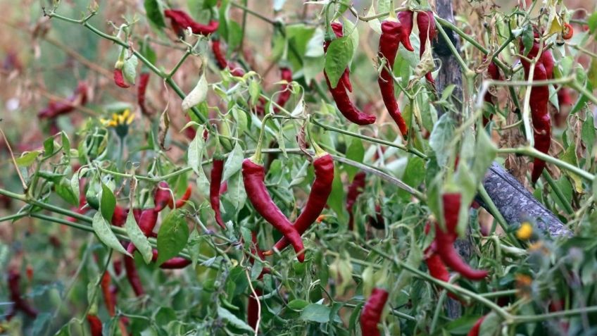 ¿No puedes comer sin chile? Esta podría ser la explicación