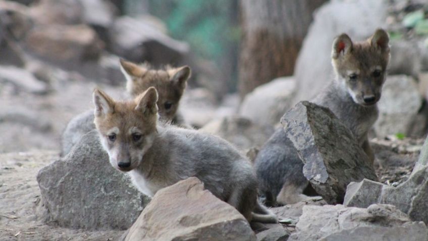 Zoológico de Chapultepec celebra 98 años de historia con 46 nacimientos en lo que va de 2021