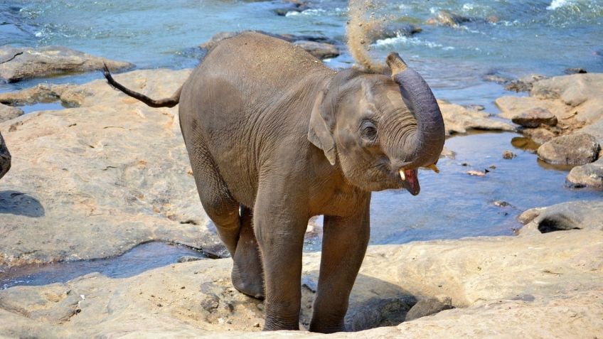 Elefante bebé se divierte en una resbaladilla de lodo: VIDEO VIRAL