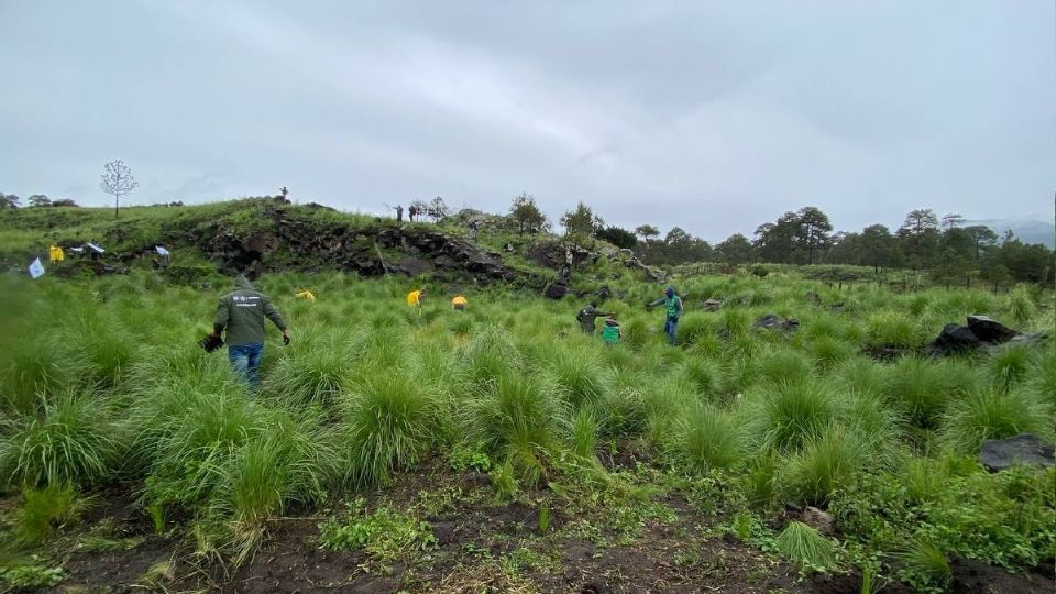 La finalidad es recuperar suelos de conservación y lograr que la CDMX, sea una ciudad verde Foto: Twitter