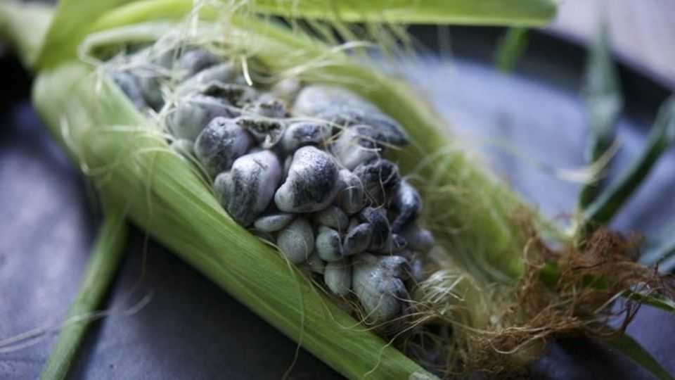 HUITLACOCHE. Es un hongo originario de nuestro país y es utilizado normalmente como relleno de antojitos mexicanos. Foto: Twitter/@Agricultura_mex