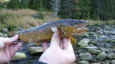 Peces se vuelven "adictos" a la metanfetamina por contaminación del agua; se olvidan de comer y reproducirse