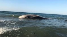 Ballena rescatada hace dos días aparece muerta en playa de Puerto Peñasco