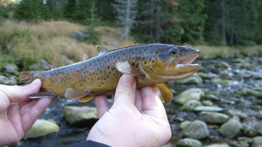 Peces se vuelven "adictos" a la metanfetamina por contaminación del agua; se olvidan de comer y reproducirse