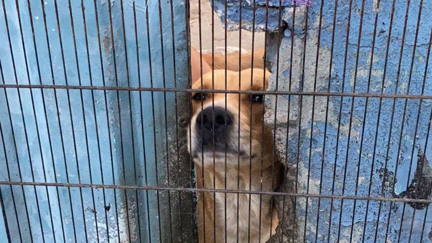 ¡Abandonados y malas condiciones! Perritos son encontrados en Nezahualcóyotl; los vecinos los alimentaban